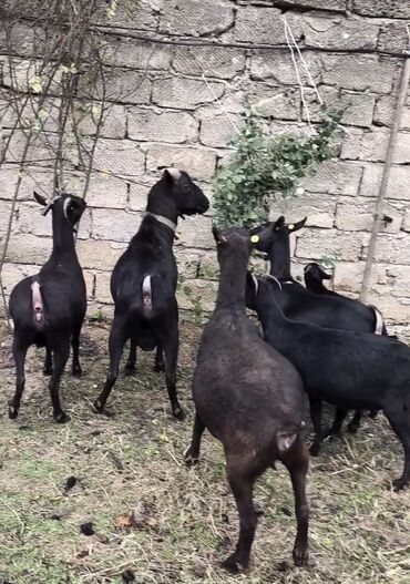 Keçi, çəpiş: Təmiz orginal murciyano keçiləri yetik boğazdılar 6 dənə keçidi — 3