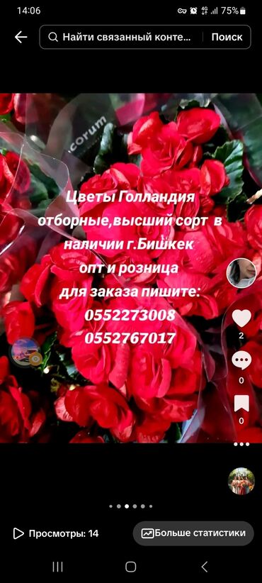 комнатные цветы: Цветы Голландия💐💐💐 отборные в наличии оптом и в розницу для заказа