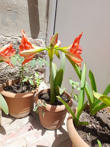 Otaq bitkiləri: Otaq bitkiləri