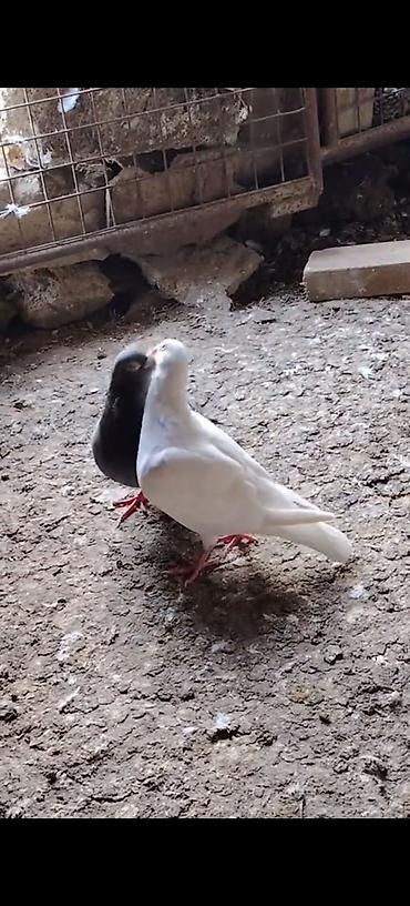 papuqay type 0: Draconlar hazir cutlerdi qisa dimdiklerdendi beleleri az azdi. Ag — 2