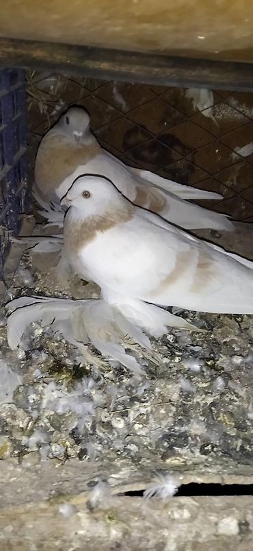 Птицы: Голуби кокучкон кабутар сатылат — 4