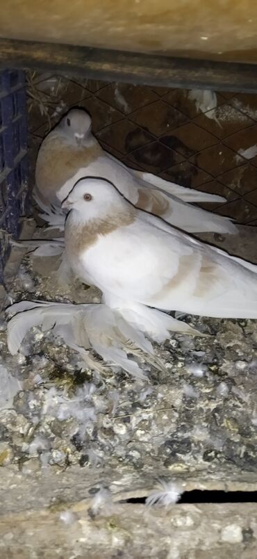 Птицы: Когучкон, голуби, кабутар — 3