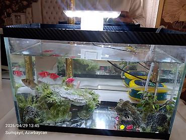 akvarium balıqları: Ternesiya balığı, Sülhsevər, Pulsuz çatdırılma — 2