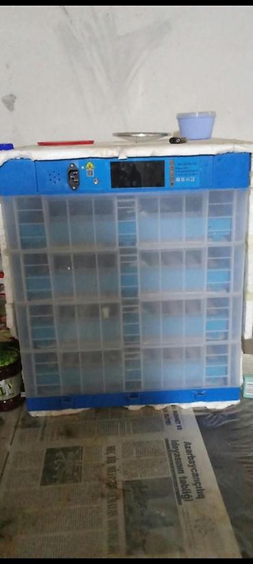 300 yumurta, Bütün növ quşlar üçün lalafo.az -da 300 yumurta, Bütün növ quşlar üçün