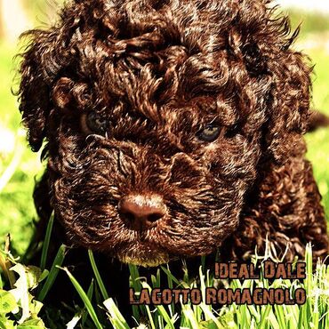 Psi: Lagotto Romagnolo štenci dostupni u odgajivačnici Ideal Dale Otkrijte — 4