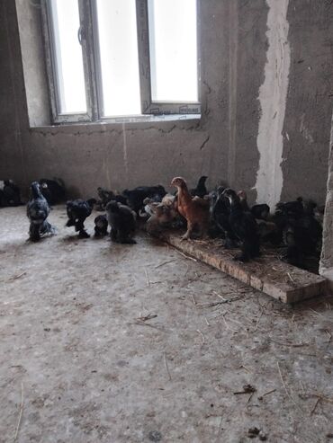İtlər: Təmiz qan Brama.10-25 manata kimi mövcutdur.20-3 aya kimiləri var