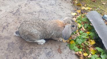 купить кролик декоративный: Продаю | Кролик самец | Французский баран | Для разведения | Племенные