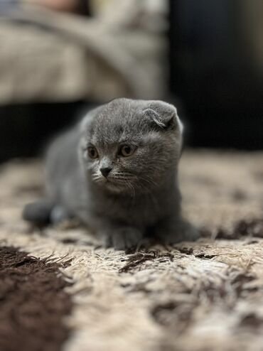 продаю шотландских котят: Скотиш Фолд (Шотландская вислоухая), 3 месяца, Мальчик, Серый, Приучена к лотку
