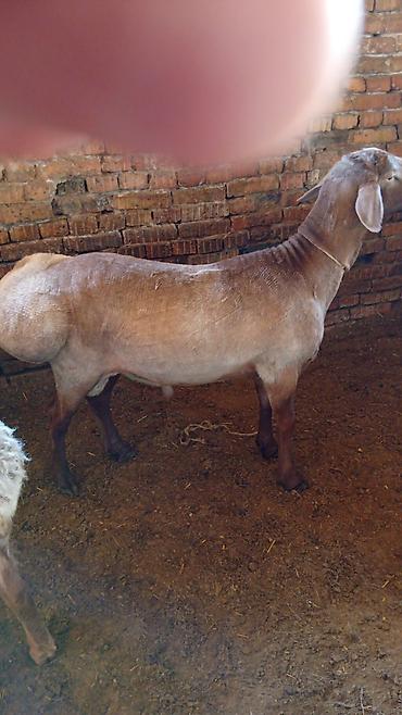 Баран, овца: Продаю | Овца (самка) | Для разведения — 10