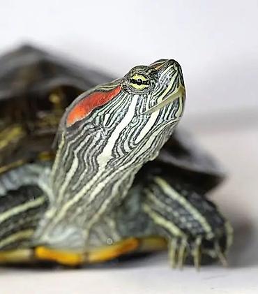 Красноухая черепаха (Trachemys scripta elegans) - at lalafo.kg Красноухая черепаха (Trachemys scripta elegans) -