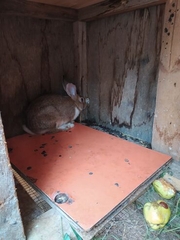 berde mal bazari 2019: Tam saglam dovwanlardir.her qiymete dovwan olur.balalar 5 manatdan