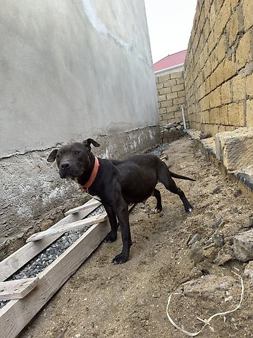 İtlər: Pitbul, 1 il, Dişi, Peyvəndli — 4