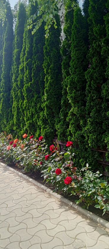 Иссык-Куль 2025: Коттедж, ЦО"КАПРИЗ ЦО Каприз, Чолпон-Ата, Детская площадка, Парковка, стоянка, Охраняемая территория — 28