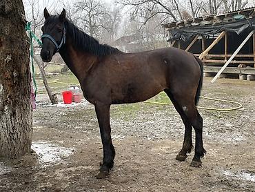 Лошади, кони: Продаю | Конь (самец) | Полукровка — 3