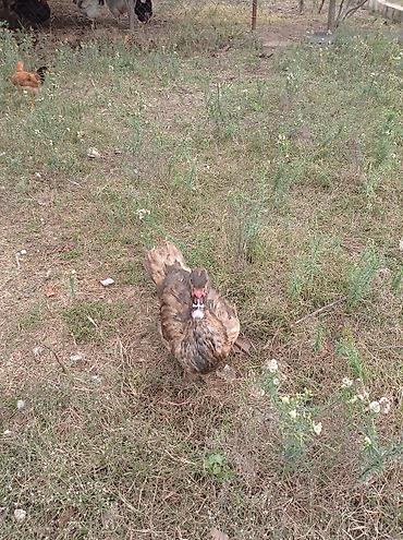cucə inkubator satisi: Satılır: Misk ördəkləri (indo duck) 15 manatdan 30 manata kimi hamsini — 2