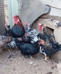 домик для кур: Сатам | Тооктор, Короздор