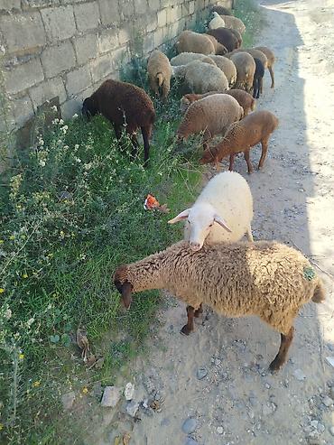 Qoyunlar, qoçlar: Mal-qara: Qoyun-quzu sürüsü Təsvir: 21 quzudu biri 185 - — 3