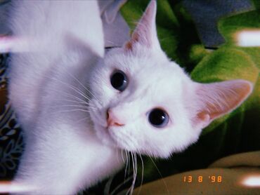 Pişiklər: Dişi, Yaxşı əllərə, Ödənişli çatdırılma — 1