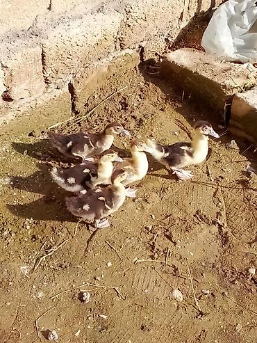 ordek balasi nece gune cixir: Lal ordek balaları bir aylıqdı. real alıcıya maşınım var çatdırılma — 2