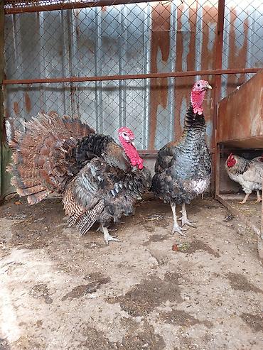 Индюки: Продаю | Индюк (самец) | Для разведения | Племенные — 2