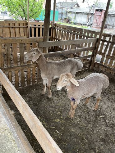 Бараны, овцы: Срочно продаю молодых кочкоров
