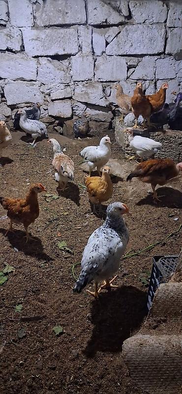 toyuq cüce: Məhsul: Yerli cins qarışıq cücələr TAM SAĞLAMDIR SAY 40 ƏDƏDDİ — 2