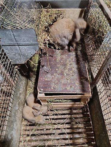 bala afçarka: Satılır: dekorativ quzuqulağı (lop-eared) miniatür dovşan balaları - — 1