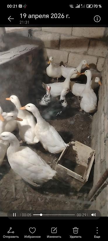 ordəy balası: Məhsul: ev təsərrüfatı üçün ördəklər Təsvir: - Ağ lələkli, narıncı — 1