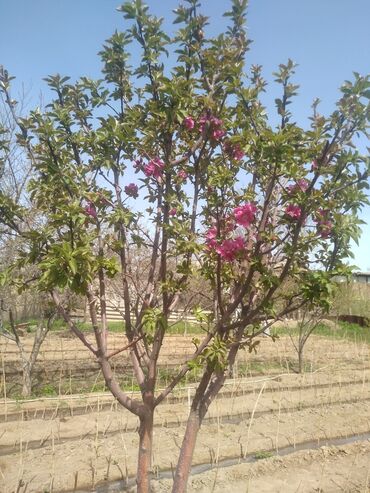штамбовые розы в бишкеке: Бронь штамбовой яблони на осень центр Токмака