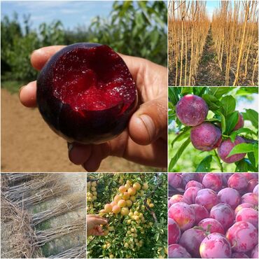 Tinglər: Məhsul: meyvə tingləri Xüsusiyyətlər: - Hər növ meyvə tingləri — 2