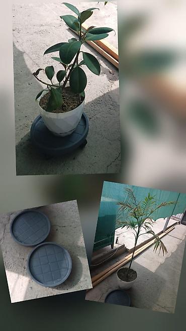 Поворотная подставка на колесиках для цветочных горшков - Круглая at lalafo.kg Поворотная подставка на колесиках для цветочных горшков - Круглая