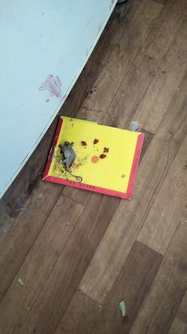 Дезинфекция, дезинсекция: Дезинфекция, дезинсекция, | Клопы, Блохи, Тараканы, | Транспорт, Офисы, Квартиры at lalafo.kg — 20 Дезинфекция, дезинсекция: Дезинфекция, дезинсекция, | Клопы, Блохи, Тараканы, | Транспорт, Офисы, Квартиры — 20