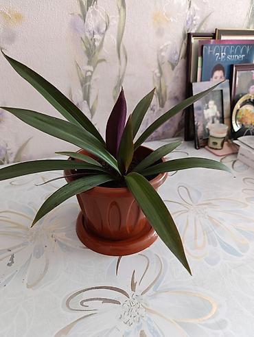 крестовник роули: Комнатное растение “Рео” (Rhoeo spathacea, синоним Tradescantia — 2