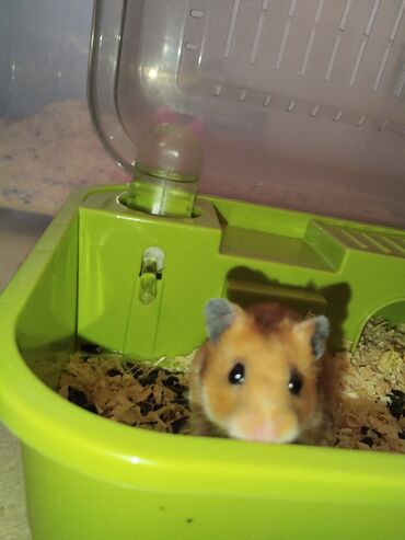 домики для хомяков: 🐹 Продаётся очаровательный хомячок вместе с домиком-мечтой! 🏡✨ Хомяк