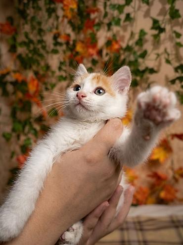 крыса домашняя: Кошка даром: Беспородная, 2 месяца, Девочка, Приучена к лотку — 5