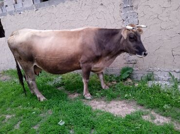 продам курей: Продаю | Корова (самка) | Алатауская | Для молока | Стельные