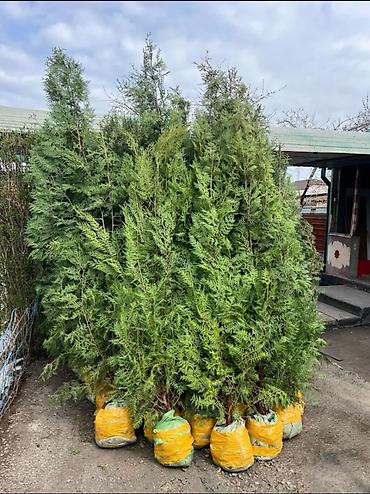 Туя: СРОЧНО ПРОДАЮТСЯ ТУИ❗❗❗ 200 ШТУК❗❗❗ СОРТ КНИЖКА — 2