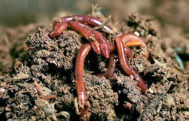 калифорнийский червь купить: Калифорнийские черви. Желающие начать заниматься удобрением Биогумус