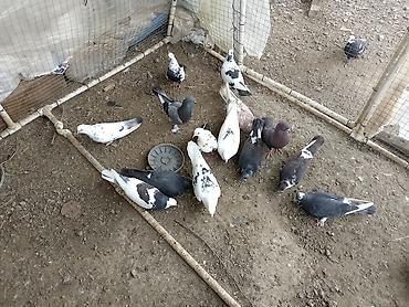 попугай ара цена: Salam kom satirlir 4 m dan isdeyen elaqe saxlasin asaqi yeri olmaz! — 4