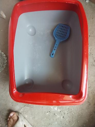 Pisik toleti satiram az islenib 10 azn