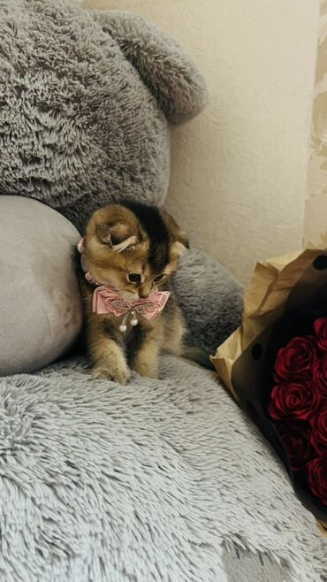 Pişiklər: Dişi — 13