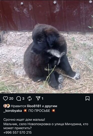 голубая вислоухая кошка: Щеночку нужен дом
