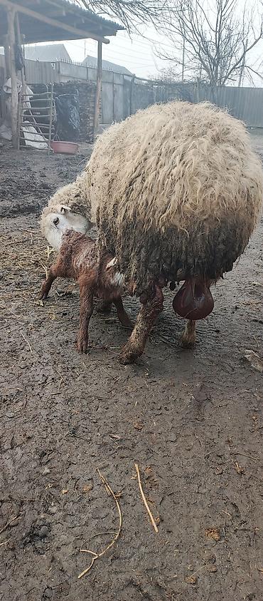 Qoyunlar, qoçlar: Beş ana beş bala sort heyvanlar satılır hammısı sağlam -da lalafo.az — 9 Qoyunlar, qoçlar: Beş ana beş bala sort heyvanlar satılır hammısı sağlam — 9