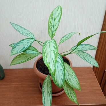 Otaq bitkiləri: Аглаонема переменчивая ('Серебряная королева') / AGLAONEMA COMMUTATUM