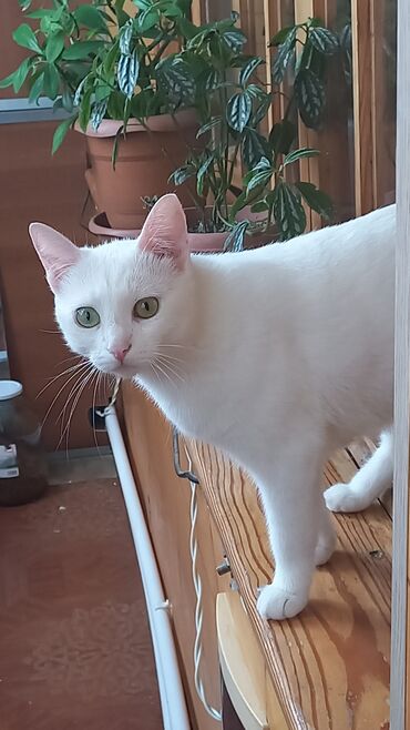 шотландская кошка: Кошка (3 года ) - порода Турецкая Ван.Умница - красавица