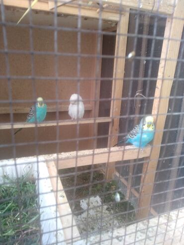 ожереловые попугаи: Срочно продаю волнистых попугай 3 самки и один самец штук 700 сом