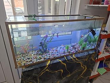 akvarium zavod istehsalı: Böyük ölçülü şüşə akvarium – dekorativ komplektlə - Uzun və geniş — 1