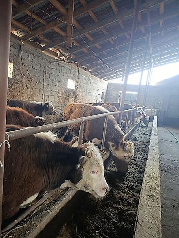 Коровы, быки: Продаю | Бык (самец) | Герефорд | На откорм | Племенные — 17