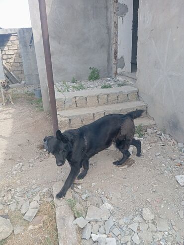coban itlerin satisi: Alman çoban iti, 4 il, Dişi, Peyvəndli, Ünvandan götürmə