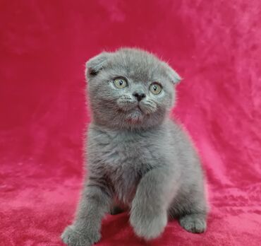 кот купить: Продается шотландский котенок Скоттиш Фолд Окрас голубой. Мальчишка